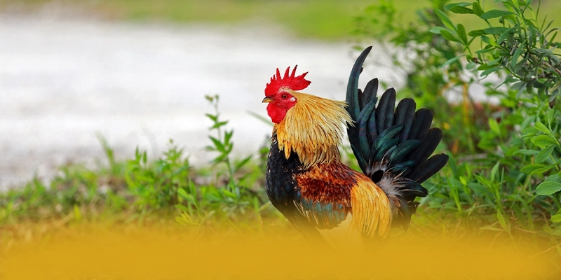 WIN79 - Đánh giá chung về thương hiệu dưới góc nhìn chuyên môn. WIN79 - Đánh giá chung về thương hiệu dưới góc nhìn chuyên môn.