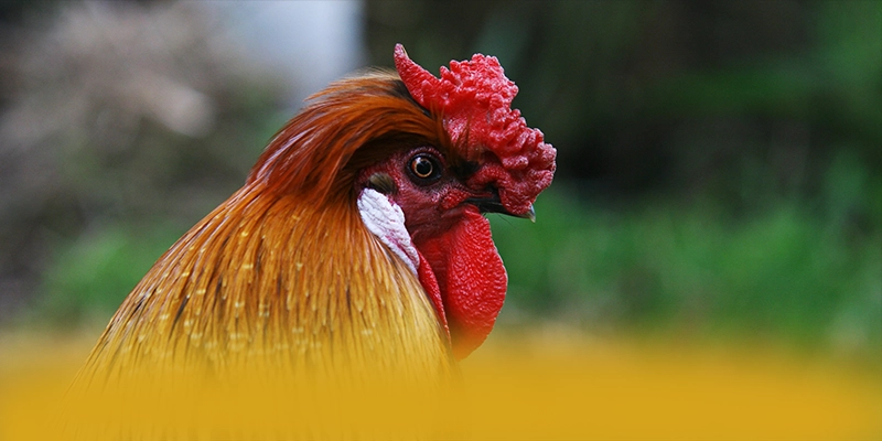 W88 - Sân chơi được đánh giá cao về chất lượng tại Việt Nam – Tìm hiểu thêm về các sản phẩm của W88 W88 - Sân chơi được đánh giá cao về chất lượng tại Việt Nam – Tìm hiểu thêm về các sản phẩm của W88