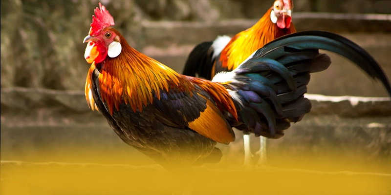 FAFA191 - Tổng quan đánh giá dưới góc nhìn chuyên môn. FAFA191 - Tổng quan đánh giá dưới góc nhìn chuyên môn.