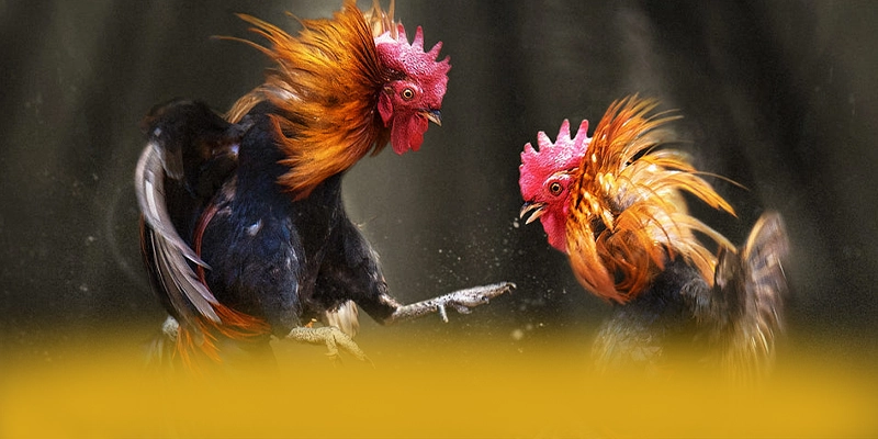 GO8 – Thương hiệu an toàn tuyệt đối, được người chơi yêu thích. GO8 – Thương hiệu an toàn tuyệt đối, được người chơi yêu thích.