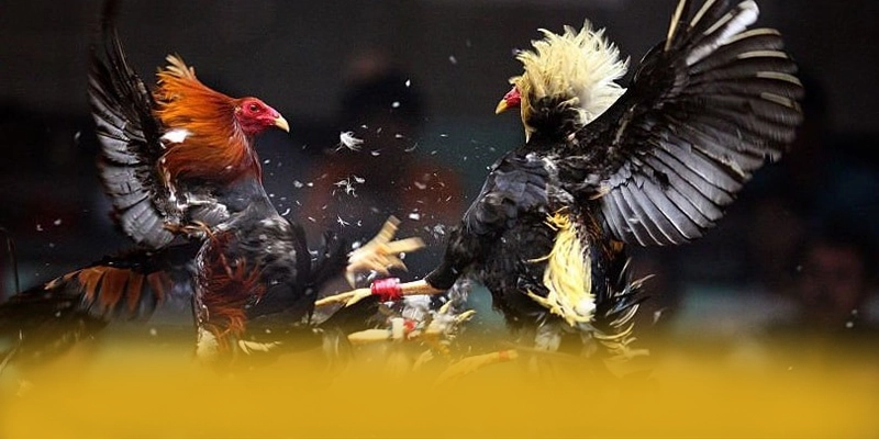 WIN79 - Cổng game bài hiệu năng vượt trội được yêu thích nhất WIN79 - Cổng game bài hiệu năng vượt trội được yêu thích nhất