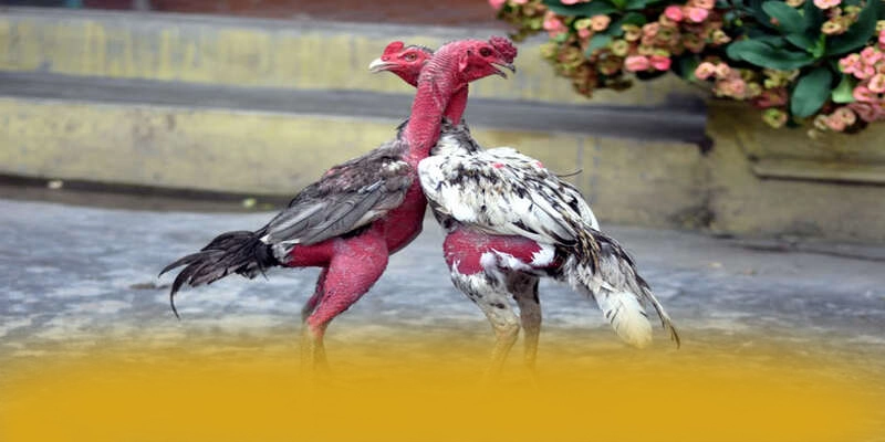 WIN79 - Nền tảng cá cược quy tụ nhiều siêu phẩm hot được yêu thích nhất – Trải nghiệm WIN79 WIN79 - Nền tảng cá cược quy tụ nhiều siêu phẩm hot được yêu thích nhất – Trải nghiệm WIN79