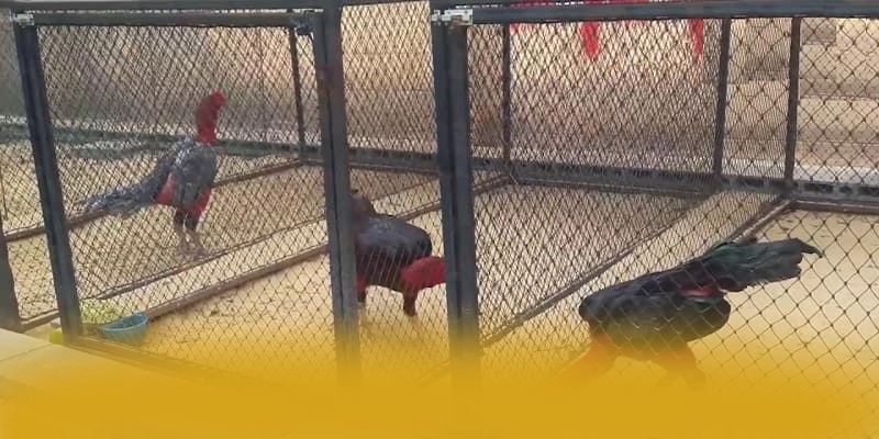 tỷ lệ kèo bóng đá - Sảnh game với nhiều tựa game đổi thưởng hấp dẫn tại Việt Nam – Tìm hiểu tỷ lệ kèo bóng đá tỷ lệ kèo bóng đá - Sảnh game với nhiều tựa game đổi thưởng hấp dẫn tại Việt Nam – Tìm hiểu tỷ lệ kèo bóng đá