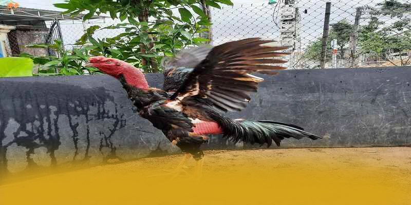 Khám phá KKWIN - Nhà cái phổ biến nhất trên thị trường
Khám phá KKWIN - Nhà cái phổ biến nhất trên thị trường